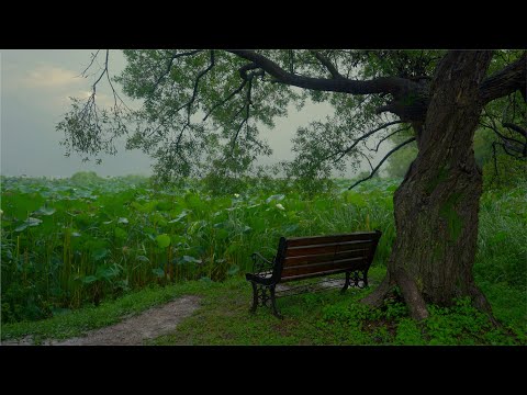 Thunder and Rain Sounds for Sleeping 30 Minutes | Bench