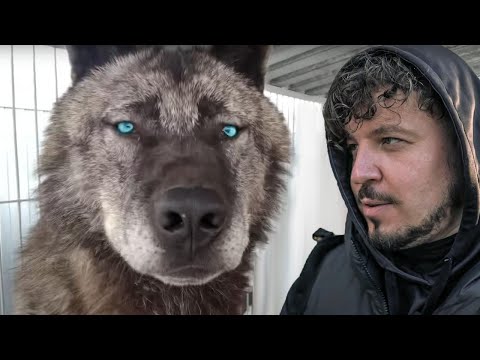 САМЫЙ ГИГАНТСКИЙ ВОЛК В МИРЕ! Невероятная история канадского волка. Giant wolf in the world!