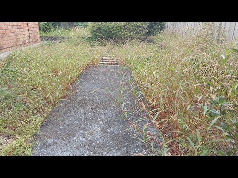 Transformation of a garden overrun with weeds | Satisfying Result!
