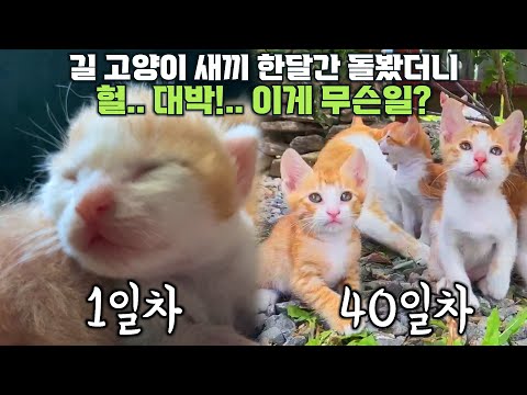 이게.. 되네?..아기고양이 탄생 후 40일간의 성장과정 기록 영상_귀여운 새끼 고양이 성장 과정 몰아보기