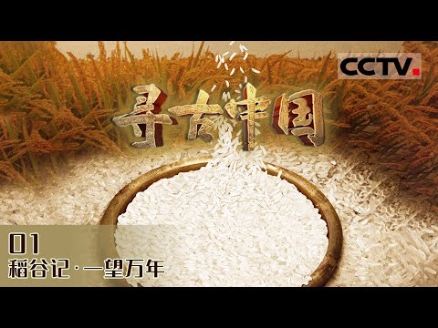 《寻古中国》是谁发现了稻米可食用的秘密?一起见证中国稻作文明的起源和发展!EP13【CCTV纪录】