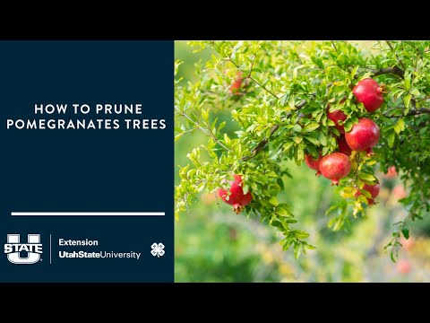 How to Prune Pomegranate Trees