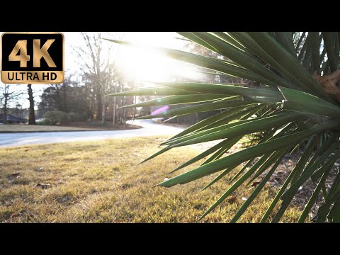 FREE 4K Stock Footage: Southern Country Road