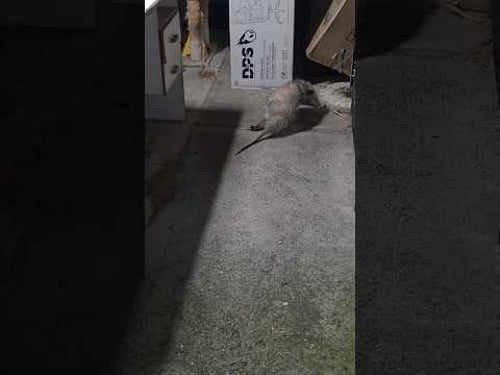 Poor Opossum Limping Waddling I Wonder What Happened to It's a Leg :(