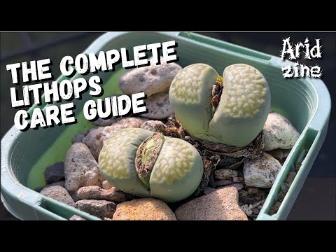 The complete guide to growing Lithops: Lithops care