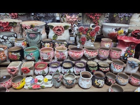 황금빛다육 라이브 방송 #다육이화분 신상 ,쟁이화분, 핑클루비화분,꽃담분,민공방,