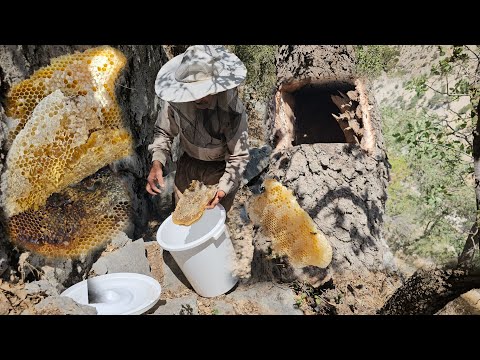 Mountain Trip: Hunting Wild Honey from a Tree Trunk! | Nomadic Adventure on YouTube