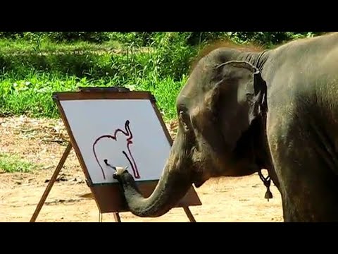 Genius Animals That Will Amaze You