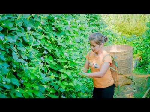 Harvest long green beans to sell at the market, Build Road From Gate To The House