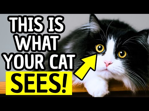 How Cats See Humans – Jaw-Dropping Secrets Every Pet Parent Must Know
