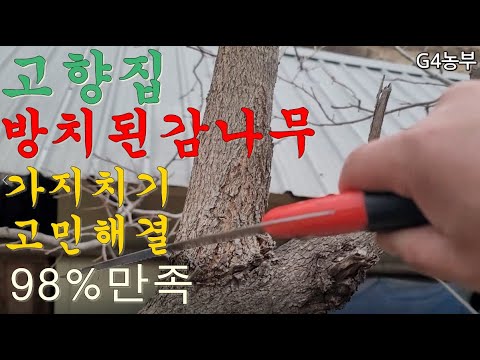 고향집 방치된감나무 가지치기고민이렇게해결하세요 따기도편하고 많이수확됩니다 감나무재배방법 #단감농사 #단감나무전정하기
