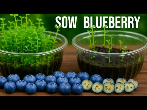 🟣 How to Grow Blueberries from Seed at Home — 2 Methods That Never Fail