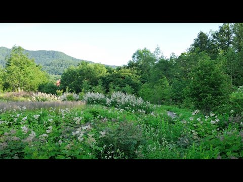 Art of the Garden: Dan Pearson, The Garden as Vision