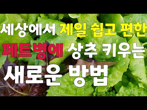 (꽃보다상추29) 안보면 후회할 👉 세상에서 가장쉬운👍 상추키우는 새로운방법 🥬 (자막은 끄실수 있어요)