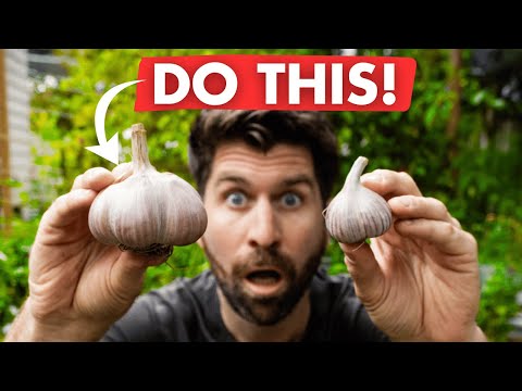 Does Garlic Grow Bigger In the Middle or Outside of a Raised Bed?