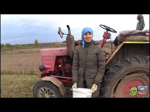 Осенняя посадка чеснока. Сажаем 20 соток вручную.Ручная чеснокосажалка своими руками!