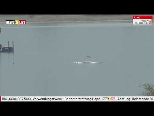 Aufzeichnung: Buckelwal "Hope" vor der Insel Poel - Tag 27