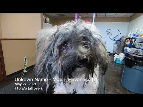 SEVERELY Matted Havanese