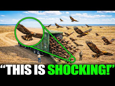Wyoming Released 500 Golden Eagles — What Happened to the Land Defies Biology