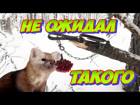 Охота на Соболя | Капканы: Сам не Ожидал Такого от Этой Проверки