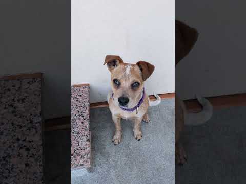 Cutest Rescue Puppy Ever?! Adopt Chilli Today! #puppy #adopt #animalrescue #rescuedog