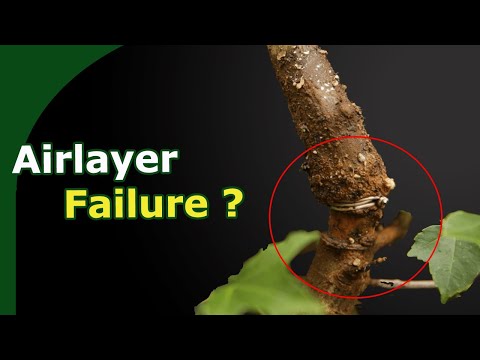 Fix Failed Airlayers (and Improve Bonsai Airlayer Success)