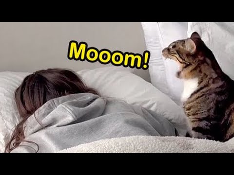 Cats use 1000 their energy 😹 Funny cat videos