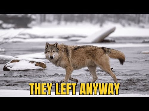 How Wolves Reshape Entire Landscapes Without Constant Killing.