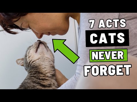 The 7 Acts of Love Your Cat Hopes to Receive From You