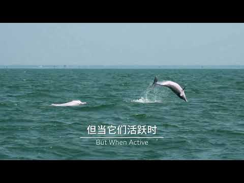 看十五运会吉祥物喜洋洋乐融融原型中华白海豚沉浸式炫浪 #野性广东