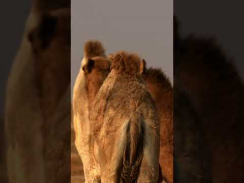 Kamelkälber bleiben in einer Wüsten-Krippe zum Schutz 🐪🌵 #Wildlife #Natur