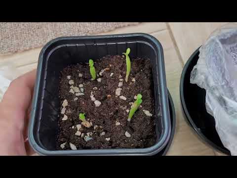 Адениумы из семян с Озон. Посылка, посев, результат.