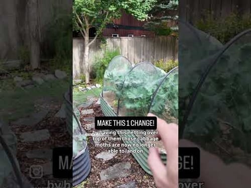 Protect your Broccoli from little green devil monsters