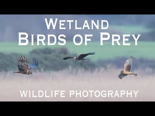 Chasing Shadows: In Search of Harriers. The Challenge of Birds of Prey Photography