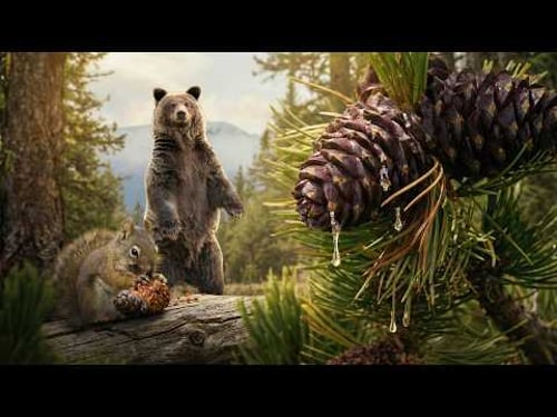 I Left Cameras on a Squirrel's Cone Stash. Then Bears Raided It.