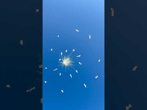 INSANE Daylight Firework Shell Timed Report Spiral W Bottom Shot #Fireworks #Firework #Pyro #Shorts