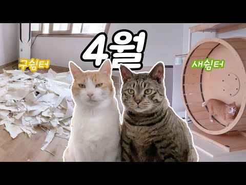 무겐의냥다큐 4월 모아보기: 구쉼터 마지막 이야기, 새쉼터 첫 번째 봄