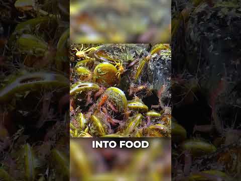 The Deadliest Lakes on Earth Exist Underwater...