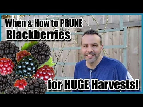 When & How to Prune Blackberries for HUGE Harvests!