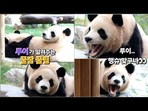 EP.9 💜카루스마 루이💜맹슈이빨 좀 보떼요😯 #루이바오 #후이바오 #세컨하우스 #숨숨집 #판다월드