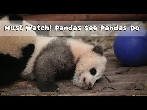 Must Watch 3 ! Pandas See Pandas Do | iPanda
