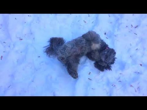 New World Order Blues