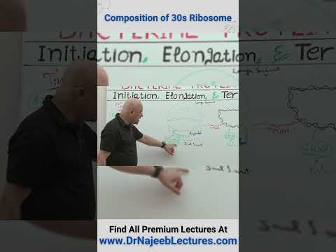 Composition Of 30S Ribosome