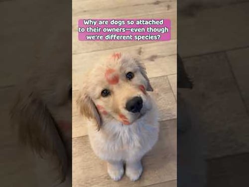 Why Are Dogs So Obsessed with Their Owners? 🐾