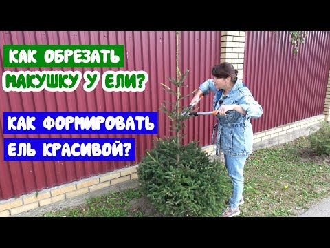 Как обрезать ёлку? Как обрезать у ёлки макушку? Как формировать лесную ель красивой?