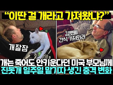 미국 중년들이 개는 죽어도 싫다더니 진돗개 입양 후 180도 인생 변한 상황