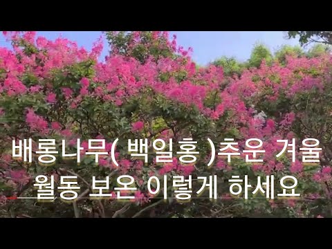 배롱나무(목백일홍) 내년에 꽃 풍성하게 하려면 꼭 이렇게 하세요!! (가지치기 및 보온 꿀팁)