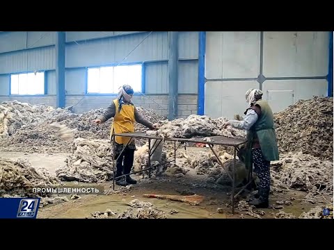 Почему заводы переработки шерсти простаивают, несмотря на её переизбыток? | Промышленность