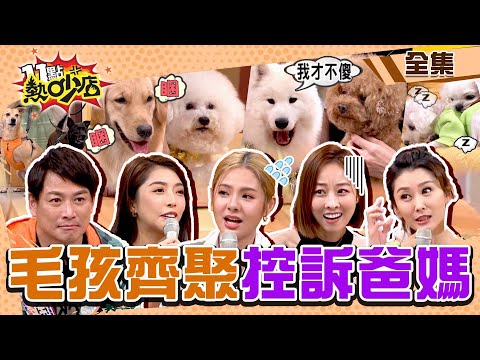 毛孩齊聚控訴爸媽!徐瑋吟狗狗超忙陪玩兼把妹 夏語心養到心機狗?! 11點熱吵店 20221130 (完整版)│沈玉琳、Melody、江宏恩、徐瑋吟、夏語心、陳珮騏、蘿拉、小晏