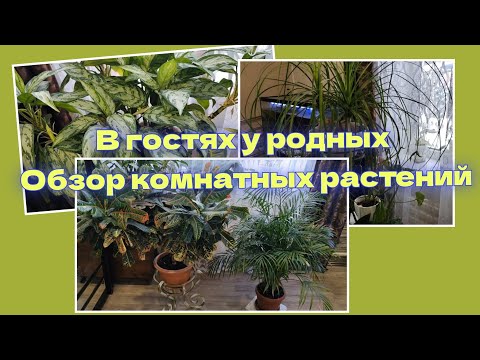 В гостях у родных | Обзор комнатных растений